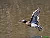 Uccelli anseriformi 02 - Marzaiola.jpg